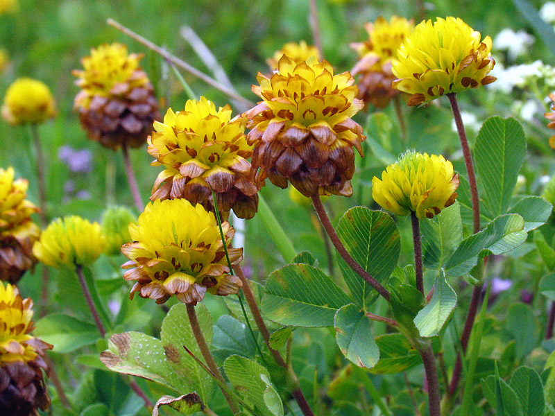 Trifolium badium Schreber / Trifoglio bruno